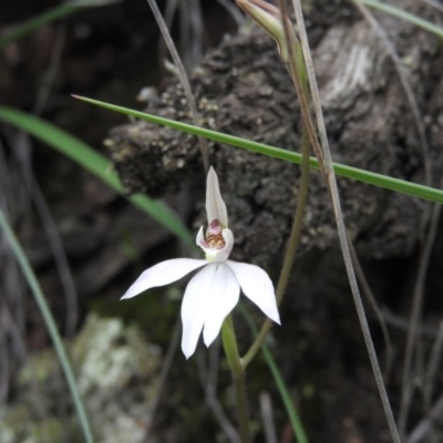 Caladenia carnea (Pink Fingers) at Burrinjuck, NSW - 25 Sep 2016 by ArcherCallaway