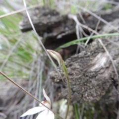 Caladenia carnea at Burrinjuck, NSW - suppressed