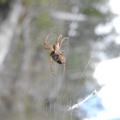 Hortophora sp. (genus) (Garden orb weaver) at Burrinjuck, NSW - 25 Sep 2016 by ArcherCallaway