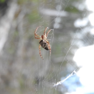 Hortophora sp. (genus) at Burrinjuck, NSW - 25 Sep 2016 01:17 PM