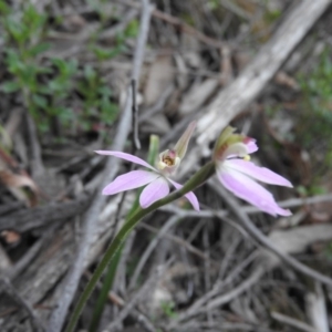 Caladenia carnea at Burrinjuck, NSW - suppressed