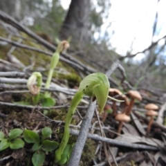 Pterostylis nutans (Nodding Greenhood) at Burrinjuck, NSW - 25 Sep 2016 by ArcherCallaway