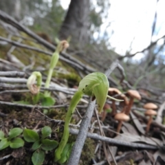 Pterostylis nutans (Nodding Greenhood) at Burrinjuck, NSW - 25 Sep 2016 by RyuCallaway