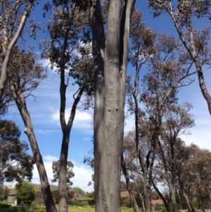 Eucalyptus blakelyi at Ngunnawal, ACT - 16 Oct 2016