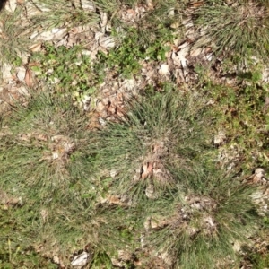 Eragrostis curvula at Ngunnawal, ACT - 16 Oct 2016