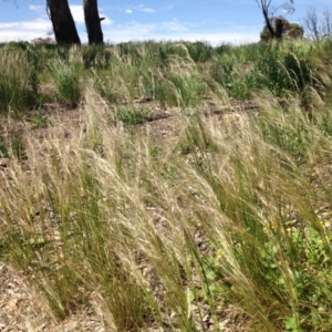 Austrostipa scabra subsp. falcata at Ngunnawal, ACT - 16 Oct 2016 01:48 PM