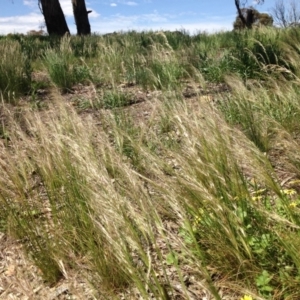 Austrostipa scabra subsp. falcata at Ngunnawal, ACT - 16 Oct 2016 01:48 PM