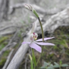 Caladenia carnea (Pink Fingers) at Burrinjuck, NSW - 25 Sep 2016 by ArcherCallaway