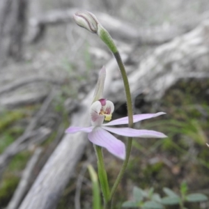 Caladenia carnea at Burrinjuck, NSW - suppressed