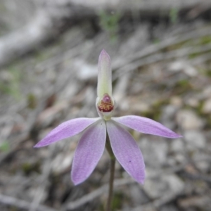 Caladenia carnea at Burrinjuck, NSW - suppressed