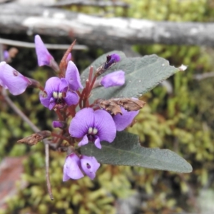 Hardenbergia violacea at Burrinjuck, NSW - 25 Sep 2016 01:23 PM