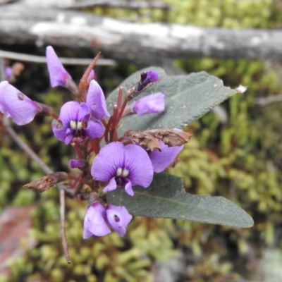 Hardenbergia violacea (False Sarsaparilla) at Burrinjuck, NSW - 25 Sep 2016 by RyuCallaway