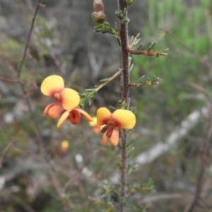 Dillwynia sp. at Burrinjuck, NSW - 25 Sep 2016