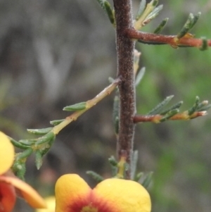 Dillwynia sp. at Burrinjuck, NSW - 25 Sep 2016
