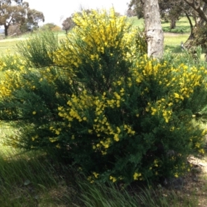 Cytisus scoparius subsp. scoparius at Ngunnawal, ACT - 16 Oct 2016 03:39 PM