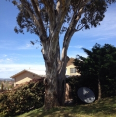 Eucalyptus melliodora (Yellow Box) at Ngunnawal, ACT - 16 Oct 2016 by GeoffRobertson