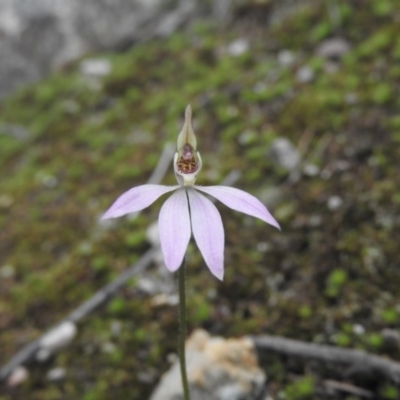 Caladenia carnea (Pink Fingers) at Burrinjuck, NSW - 25 Sep 2016 by RyuCallaway