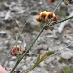 Daviesia leptophylla (Slender Bitter Pea) at Burrinjuck, NSW - 25 Sep 2016 by RyuCallaway