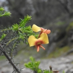 Dillwynia phylicoides (A Parrot-pea) at Burrinjuck, NSW - 25 Sep 2016 by ArcherCallaway