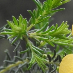 Dillwynia phylicoides at Burrinjuck, NSW - 25 Sep 2016 01:28 PM