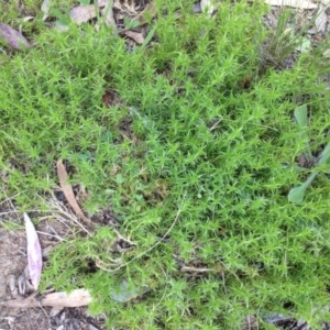 Scleranthus biflorus at Ngunnawal, ACT - 16 Oct 2016