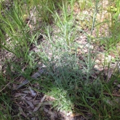 Chrysocephalum semipapposum (Clustered Everlasting) at Ngunnawal, ACT - 16 Oct 2016 by GeoffRobertson