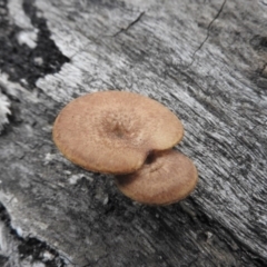 Lentinus arcularius (Fringed Polypore) at Burrinjuck, NSW - 25 Sep 2016 by ArcherCallaway