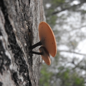 Lentinus arcularius at Burrinjuck, NSW - 25 Sep 2016