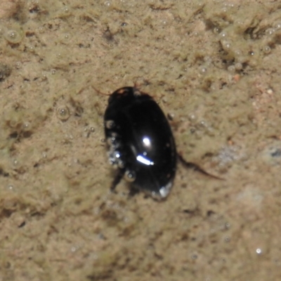 Dytiscidae (family) (Unidentified diving beetle) at Burrinjuck, NSW - 25 Sep 2016 by ArcherCallaway