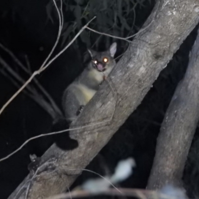 Trichosurus vulpecula (Common Brushtail Possum) at Burrinjuck, NSW - 25 Sep 2016 by ArcherCallaway