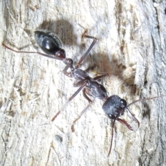 Myrmecia pyriformis (A Bull ant) at Burrinjuck, NSW - 25 Sep 2016 by RyuCallaway