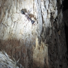 Myrmecia pyriformis at Burrinjuck, NSW - 25 Sep 2016