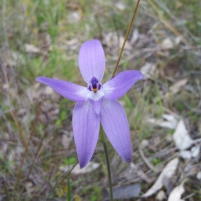 Glossodia major (Wax Lip Orchid) at Kambah, ACT - 16 Oct 2016 by RosemaryRoth