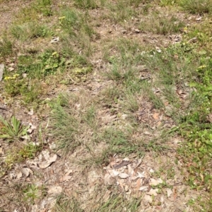 Eragrostis curvula at Ngunnawal, ACT - 16 Oct 2016