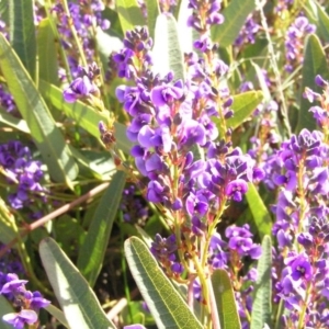 Hardenbergia violacea at Kambah, ACT - 30 Aug 2008