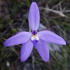 Glossodia major (Wax Lip Orchid) at Point 49 - 15 Oct 2016 by CathB