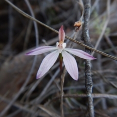 Caladenia fuscata (Dusky Fingers) at Aranda, ACT - 15 Oct 2016 by CathB