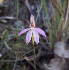 Caladenia carnea (Pink Fingers) at Aranda, ACT - 15 Oct 2016 by CathB