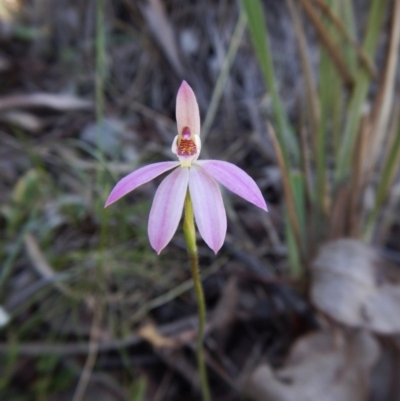 Caladenia carnea (Pink Fingers) at Point 49 - 15 Oct 2016 by CathB