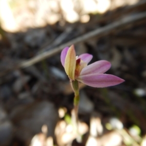 Caladenia carnea at Point 49 - suppressed