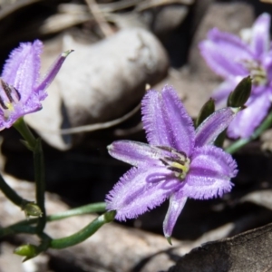 Thysanotus patersonii at Sutton, NSW - 16 Oct 2016 11:26 AM