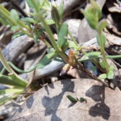 Thysanotus patersonii at Sutton, NSW - 16 Oct 2016 11:26 AM