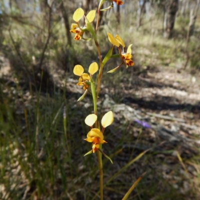 Diuris nigromontana (Black Mountain Leopard Orchid) at Aranda Bushland - 15 Oct 2016 by CathB