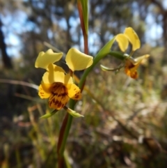 Diuris nigromontana at Undefined Area - suppressed