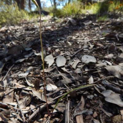 Caladenia sp. (A Caladenia) at Aranda, ACT - 15 Oct 2016 by CathB