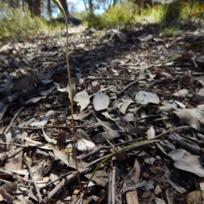 Caladenia sp. (A Caladenia) at Point 49 - 15 Oct 2016 by CathB