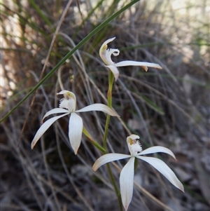 Caladenia ustulata at Point 49 - suppressed