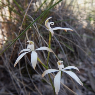 Caladenia ustulata (Brown Caps) at Aranda, ACT - 15 Oct 2016 by CathB