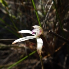 Caladenia ustulata at Point 49 - suppressed