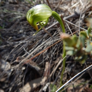 Pterostylis nutans at Point 49 - suppressed